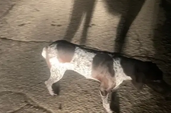 Найдена собака, Краснодарский край, фото: Курцхар найдена в Анастасиевском, Краснодарский край