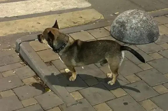 Объявления о пропавших и найденных животных, Ростов-на-Дону, фото: Собака найдена: Будённовский пр., 39