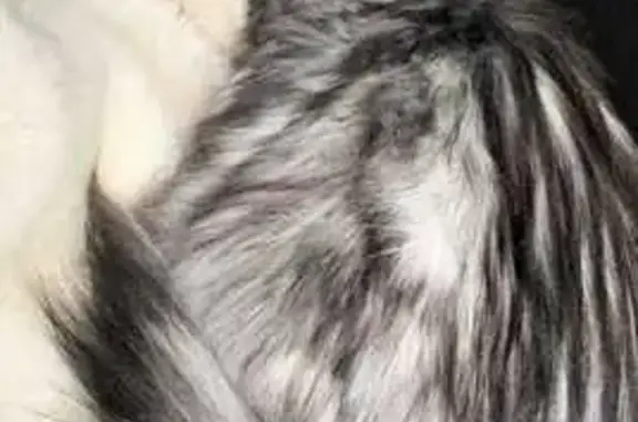 Найдена кошка, Георгиевск, фото: Кошка найдена, ул. Калинина 11А, Георгиевск