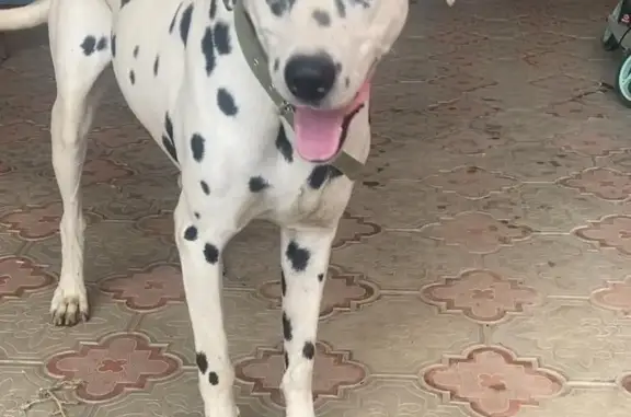 Собаки потеряшки, Анастасиевская, фото: Потеряшка собака на Красной улице