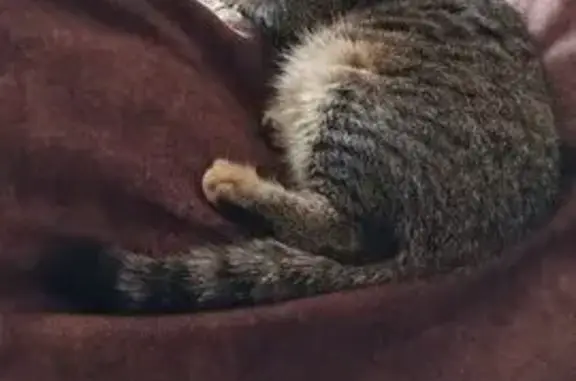 Кошки потеряшки, Ульяновск, фото: Потеряшка кошка, ул. Соловьёва, Ульяновск