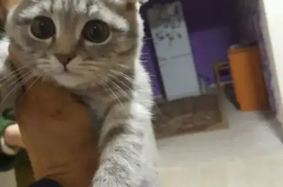 Пропала кошка на Московском шоссе, НН