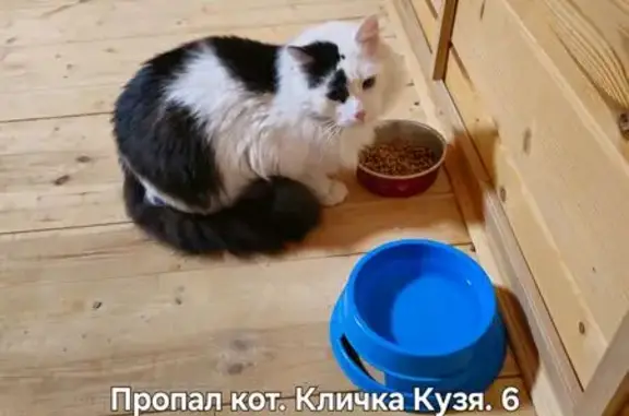 Пропала кошка, Пантелеево, Владимирская обл.