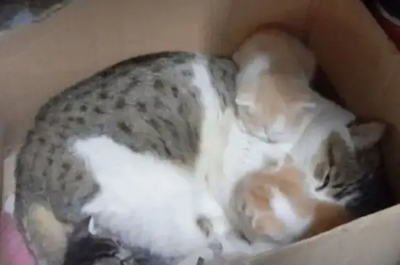 Пропала кошка Вася, Московское шоссе