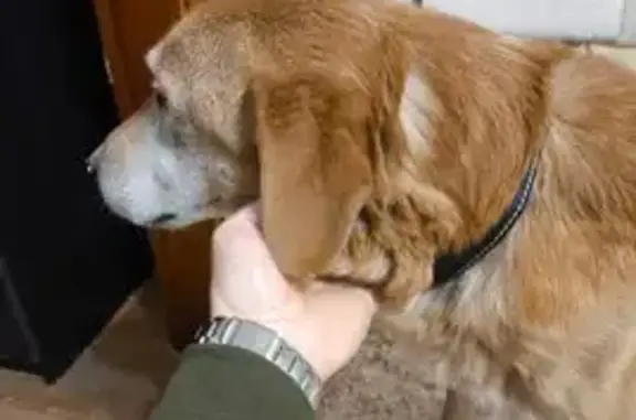 Найдена собака, Омская область, фото: Найдена собака, Омск, Омская область