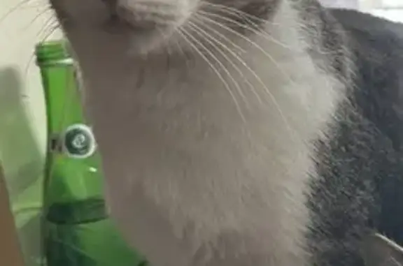 Кошки потеряшки, Пенза, фото: Потеряшка кот, ул. Ключевского, Пенза