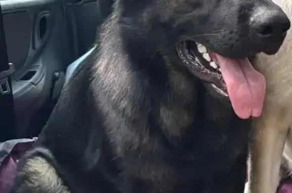 Пропала овчарка, Коломнино, Калуга