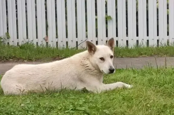 Пропала собака, д.Мари-Ернур, Оршанский р-н