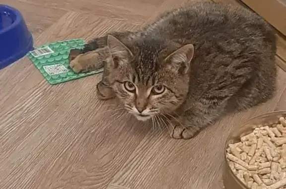 Котик сбит на Кутузовском, 32, Москва