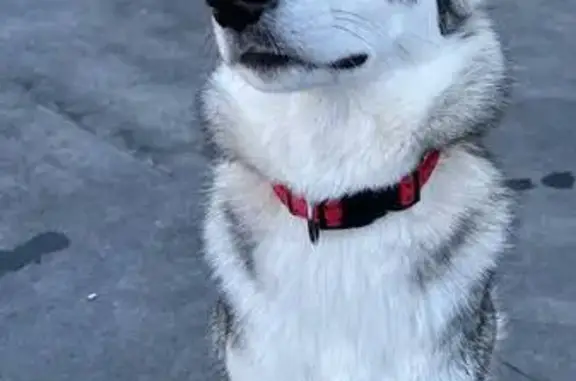 Собаки потеряшки, Калининградская область, фото: Потеряшка лайка в Ивановке, Калининградская обл.