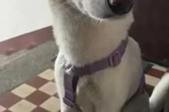 Найдена белая собака, Волкова 10, Москва