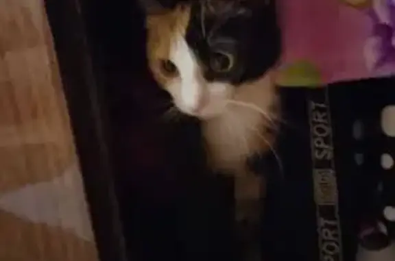 Пропала кошка Дуся, ул. 2-е Бутырки, 5