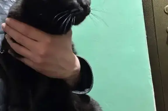 Найдена кошка, Пенза, фото: Кошка найдена: ул. Совхозная 4, Пенза