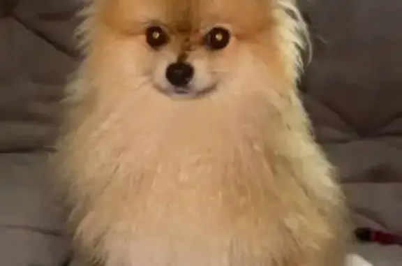 Собаки потеряшки, , фото: Потеряшка собака, Беляевское шоссе