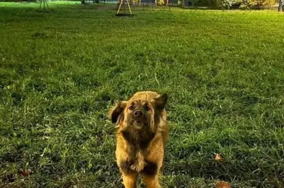 Найдена собака, Санкт-Петербург, фото: Собака найдена: Пулковское шоссе, 13 к2