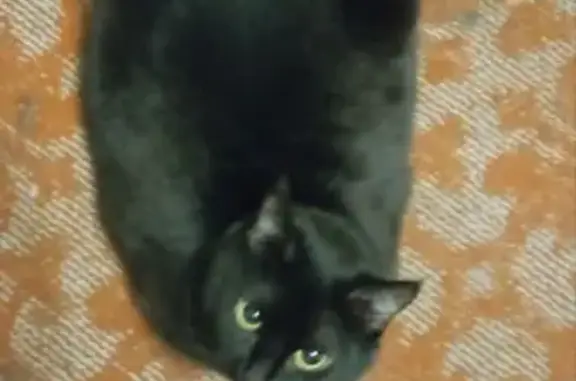 Пропала кошка, Беговая ул., 170, Воронеж