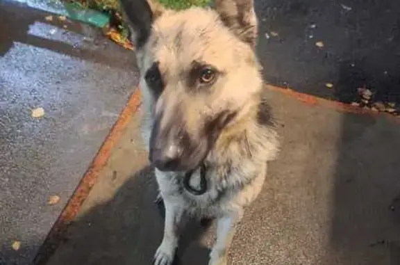 Собака найдена: Приупская ул, 8, Тула