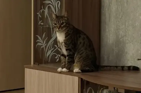 Найдена кошка, ул. Швецова, 4, СПб