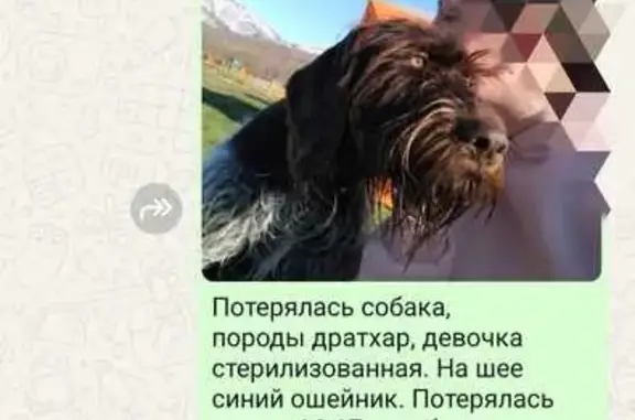 Пропала собака, Школьная 2, Лесной