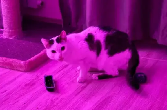 Найдена кошка, Новосибирск, фото: Найдена кошка, Вертковская 121, Новосибирск