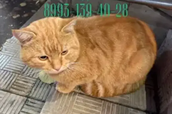 Кошка найдена: Вологодская 13, Уфа