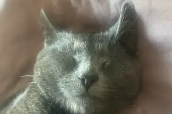 Пропала кошка, Комсомольская 5А, Лыткарино