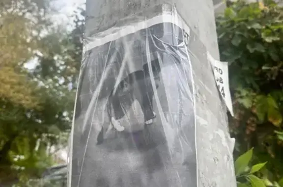 Кошка найдена: Бауманский пер., 15, Воронеж