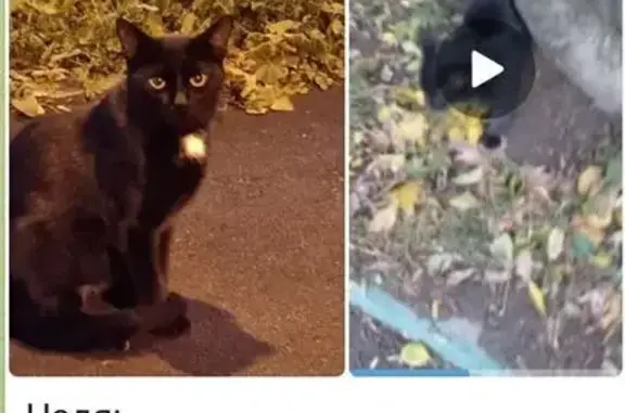 Кошка найдена: Лазо 18 к1, Перово, Москва