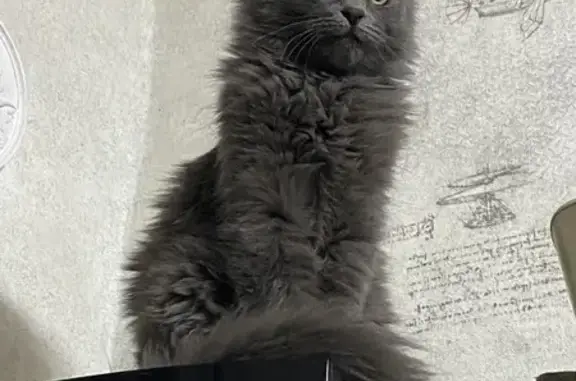 Кошки потеряшки, Чита, фото: Потеряшка кошка, ул. Богомягкова 65, Чита