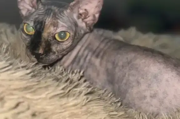 Пропала кошка, ул. Водопьянова 33, Липецк