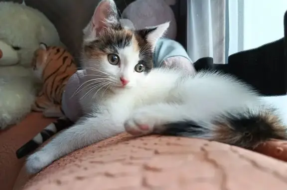 Кошки потеряшки, Барнаул, фото: Потеряшка кошка, ул. Сухэ-Батора 35, Барнаул