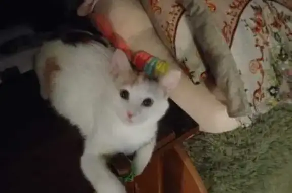 Кошки потеряшки, , фото: Потеряшка кошка, ул. Садовая, с. Мамоны