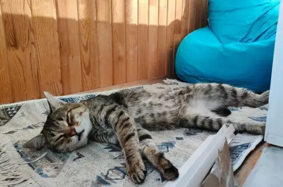 Найдена кошка, Новосибирск, фото: Кошка найдена: ул. Кольцова, 130, НСК