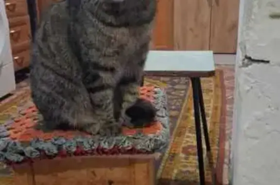 Кошки потеряшки, Чита, фото: Потеряшка кошка, Геодезическая 42А, Чита