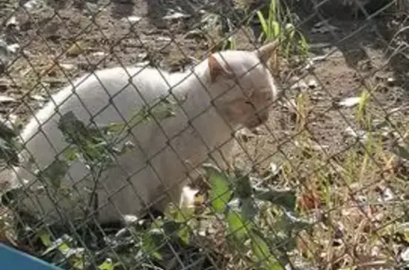 Кошка найдена у Пятёрочки, пр. Советов, 7