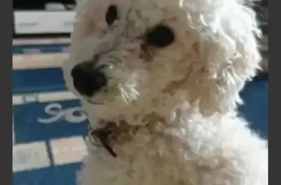 Пропал пудель, Калтан — Малиновка