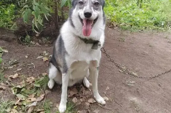 Собаки потеряшки, , фото: Потеряшка пёс Вольт, Новая ул., Миндерла