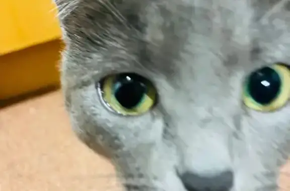 Кошки потеряшки, Москва, фото: Потеряшка кошка, Чертановская ул. 24 к1