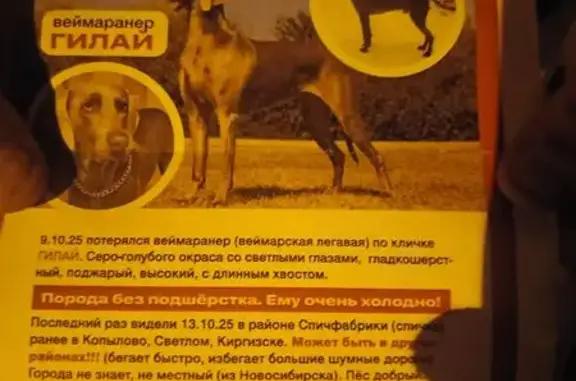 Пропала собака, Томск, Томская обл.