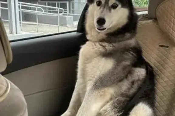 Собака пропала в Моряковском, Томская обл.