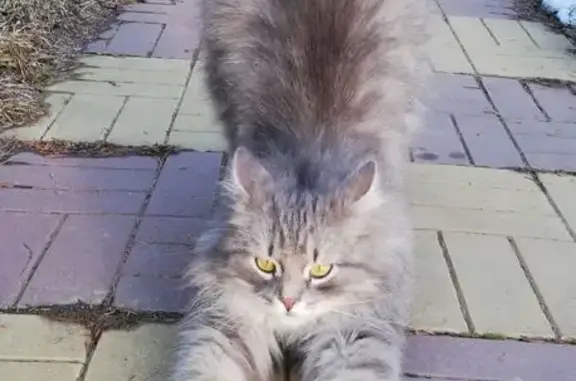 Пропала кошка, Стеблево, 46К-9252, 4