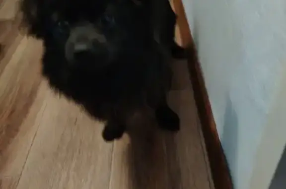 Найдена собака, Оренбургская область, фото: Собака найдена у Гайского рынка, Оренбуржье