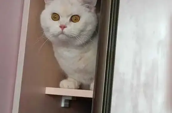 Кошки потеряшки, Ульяновск, фото: Потеряшка кошка на Гончарова, 7, Ульяновск