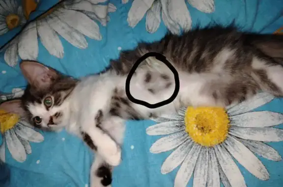 Кошки потеряшки, Рузаевка, фото: Потеряшка кошка, ул. Жданова, 38