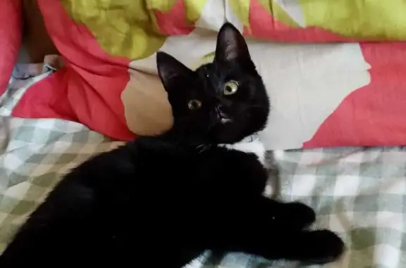 Кошки потеряшки, Михайловск, фото: Потеряшка кошка, Павловская ул, 7, Михайловск