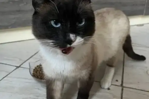 Красивая кошка найдена на Малышева, Екб