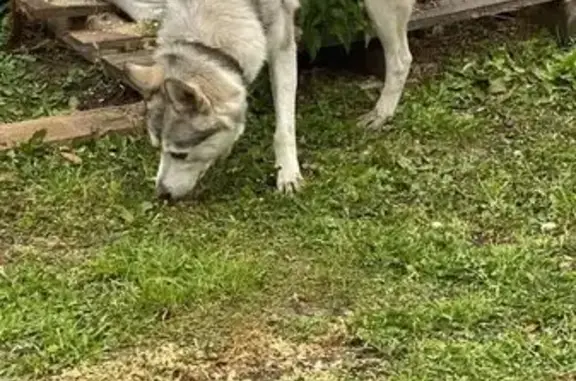 Собаки потеряшки, , фото: Потеряшка собака, мкрн. Глинки, Курган