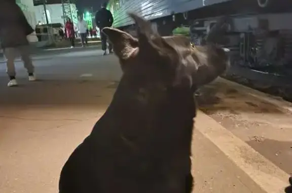 Собака найдена на Лесной улице, Москва