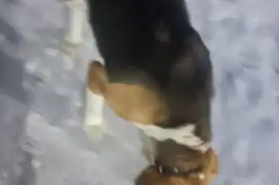 Пропала собака в Красноуральском сельсовете