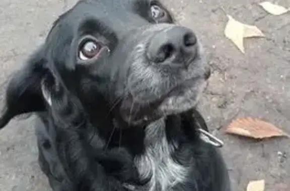 Найдена собака, , фото: Спаниель найден: Димитровград, Ульяновск